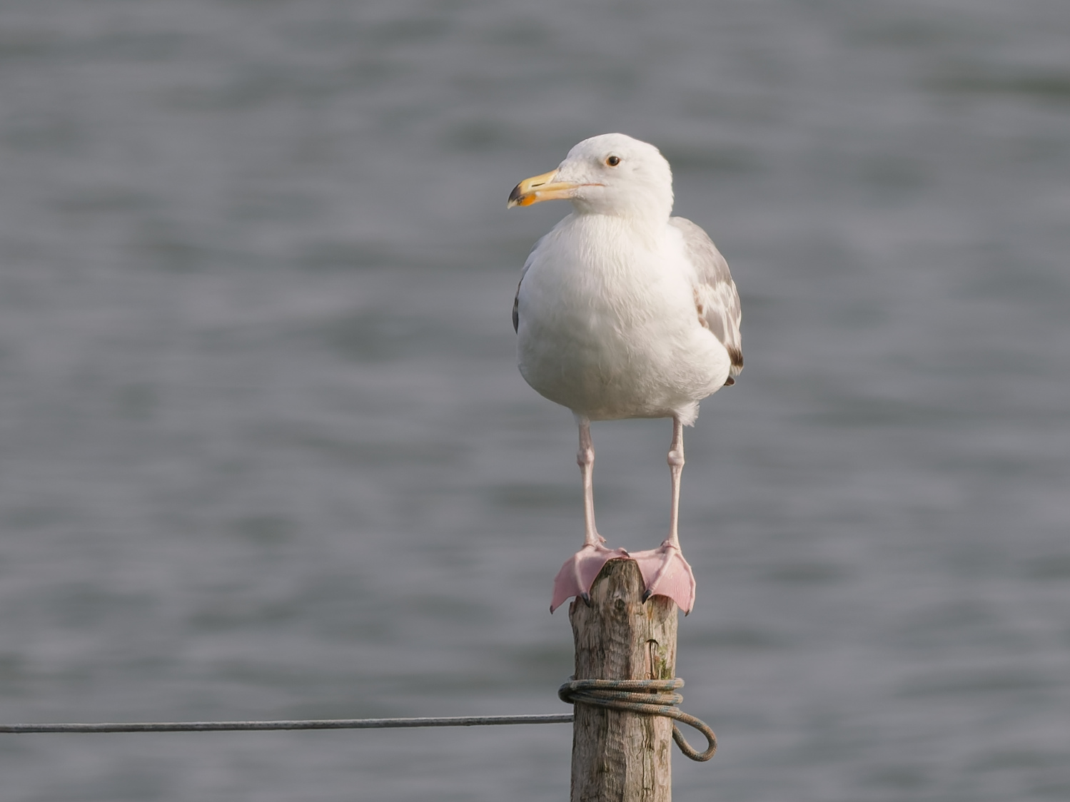 <a href="/trips/braakman/biota/animalia/chordata/aves/024 charadriiformes/017 laridae/larus cachinnans/larus cachinnans-nl.html">Larus&nbsp;cachinnans</a> / Caspian&nbsp;gull / Pontische&nbsp;meeuw
